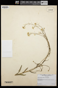 Thysanocarpus curvipes subsp. longistylus image