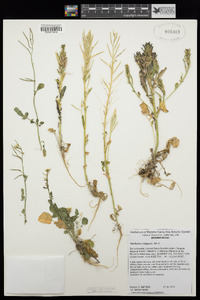 Barbarea vulgaris image