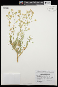 Lepidium fremontii image