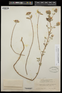 Monardella villosa subsp. villosa image