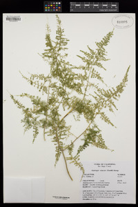 Asparagus setaceus image