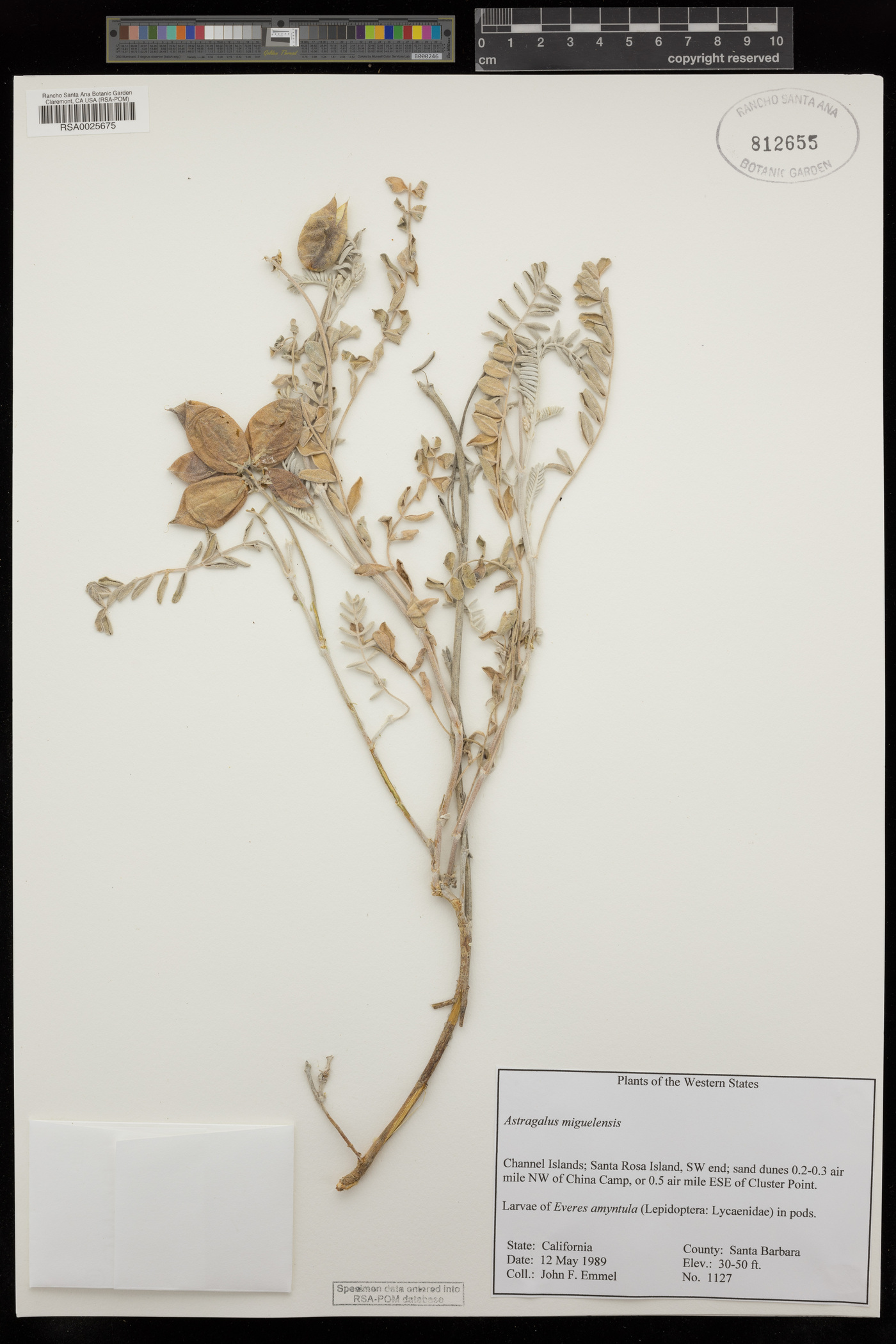 Astragalus miguelensis image