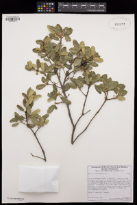 Quercus berberidifolia image