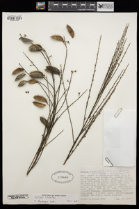 Cytisus striatus image