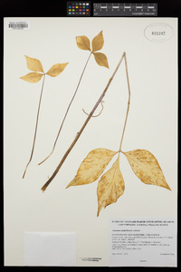 Arisaema triphyllum image