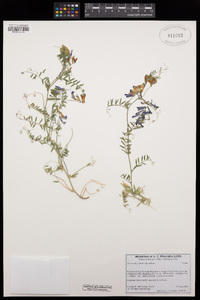 Vicia villosa image