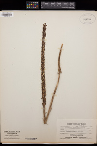 Piperia michaelii image