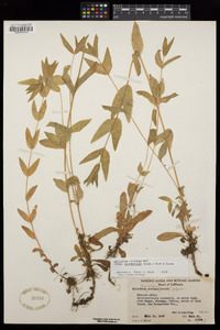 Epilobium ciliatum subsp. glandulosum image