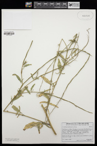 Sisymbrium officinale image