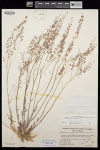 Thysanocarpus curvipes subsp. curvipes image