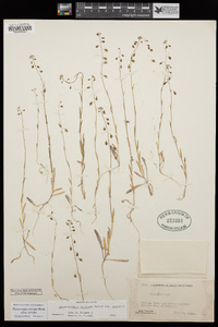 Thysanocarpus curvipes image