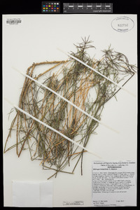 Stillingia linearifolia image