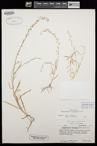 Thysanocarpus laciniatus image