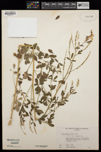 Melilotus albus image