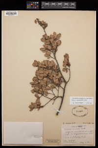 Quercus berberidifolia image