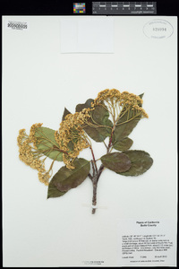 Photinia serratifolia image