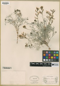 Astragalus casei image