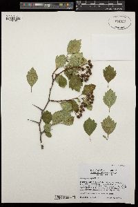 Crataegus douglasii image