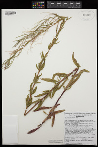 Epilobium ciliatum image