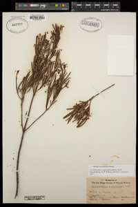 Ornithostaphylos oppositifolia image