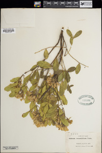 Calia secundiflora image
