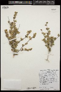 Cercocarpus betuloides image