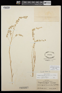 Thysanocarpus curvipes subsp. curvipes image