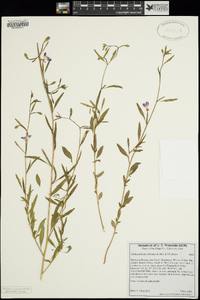 Clarkia delicata image