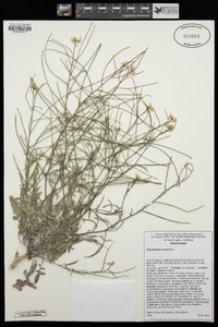 Sisymbrium orientale image