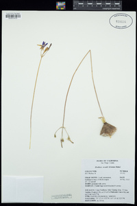 Brodiaea orcuttii image