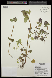 Lamium purpureum image