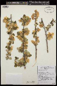 Fremontodendron californicum image