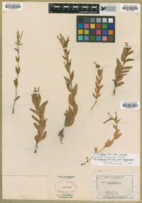 Epilobium saximontanum image