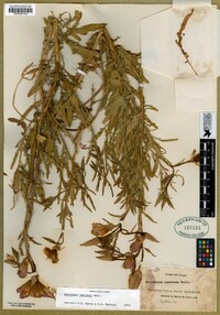 Oenothera speciosa image