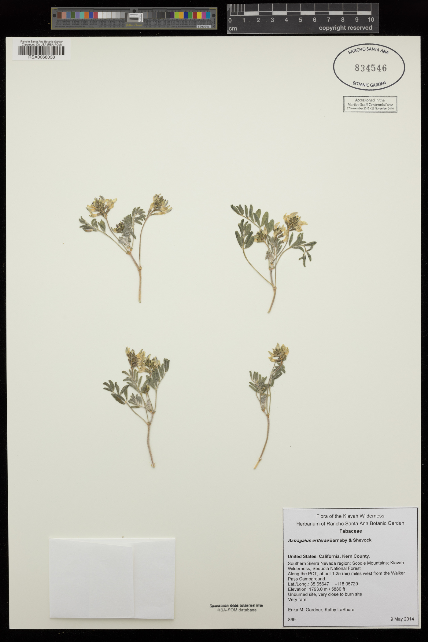 Astragalus ertterae image