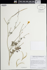 Eschscholzia californica image