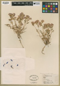 Polemonium pulcherrimum image