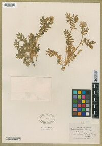 Polemonium pulcherrimum image