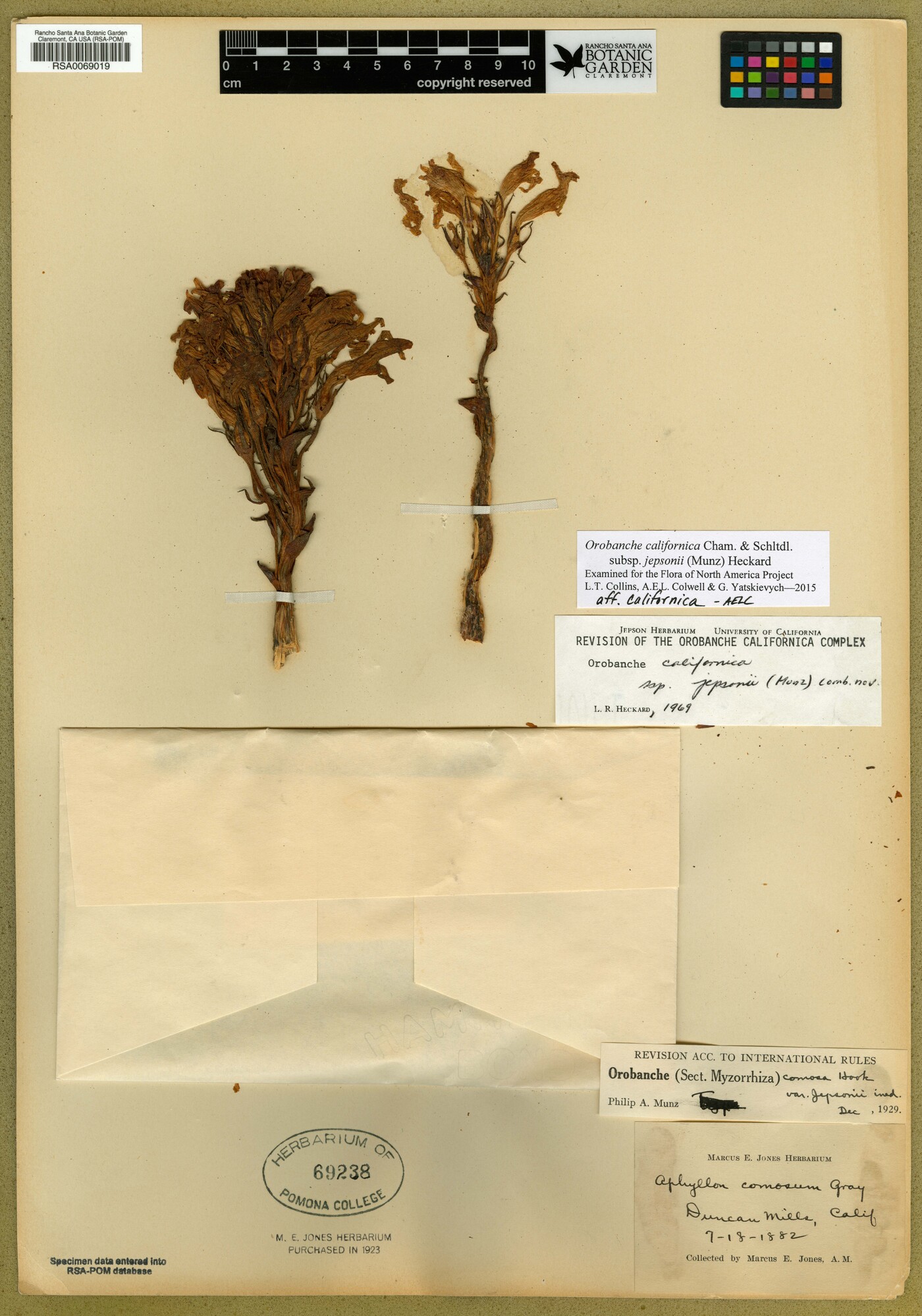 Aphyllon californicum subsp. jepsonii image