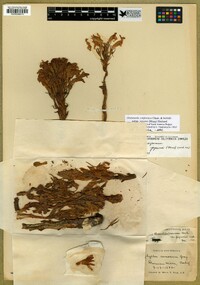 Aphyllon californicum subsp. jepsonii image