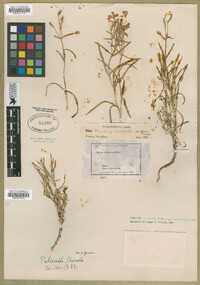 Phlox stansburyi image