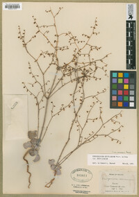 Eriogonum deflexum var. nevadense image