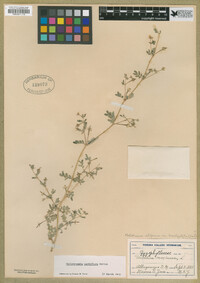 Kallstroemia parviflora image