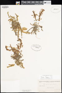 Rumex fueginus image