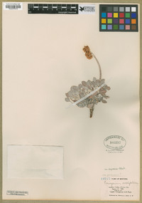 Eriogonum ovalifolium var. depressum image