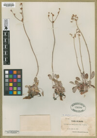 Eriogonum strictum var. proliferum image