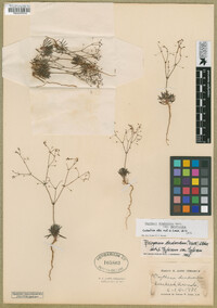 Oxytheca dendroidea subsp. dendroidea image