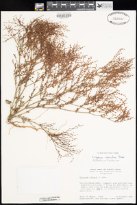 Eriogonum evanidum image