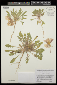 Oenothera primiveris image