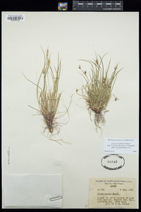 Carex rossii image